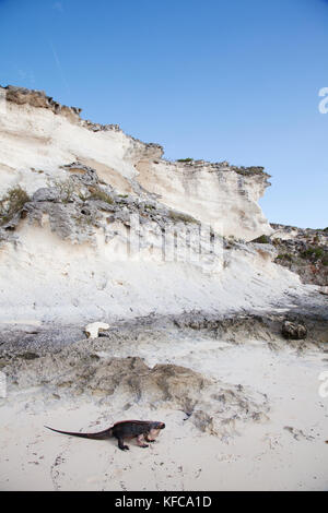 EXUMA, Bahamas. Iguanas on Guana Cay. Stock Photo