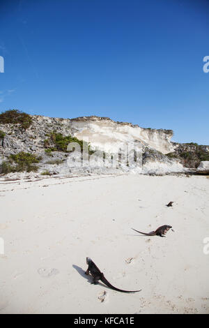 EXUMA, Bahamas. Iguanas on Guana Cay. Stock Photo