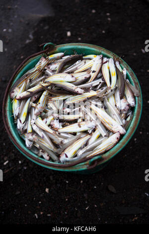 FRENCH POLYNESIA, Moorea. Freshly caught fish in a bucket. Stock Photo