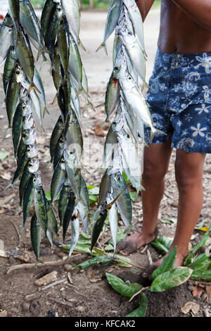 FRENCH POLYNESIA, Moorea. A young boy with his catch which he will proceed to hang and sell at the side of the road. Stock Photo