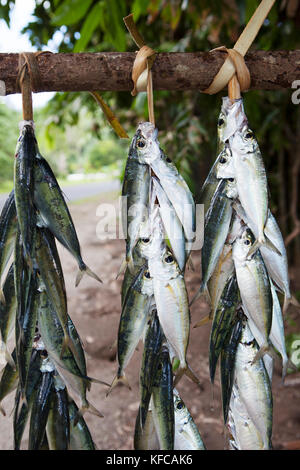 FRENCH POLYNESIA, Moorea. Freshly caught fish for sale at the side of the road. Stock Photo