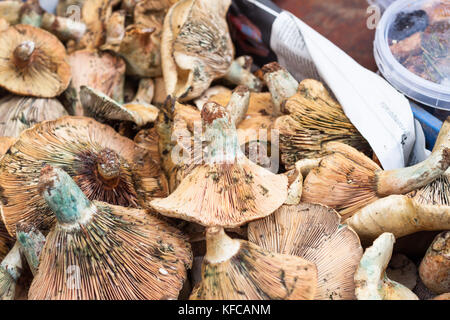 Bloody milk cap (Lactarius sanguifluus) mushroom for sale at Sineu market, Majorca, Spain Stock Photo