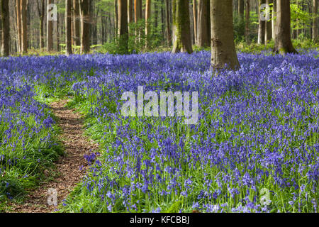 Path through the bluebells (Hyacinthoides non-scripta) flowering in spring in West Woods, Lockeridge, Wiltshire, England, UK Stock Photo