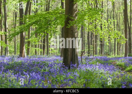 Spring Bluebells - Hyacinthoides non scripta flowering in West Woods bluebell wood, Lockeridge, Wiltshire, England, UK Stock Photo