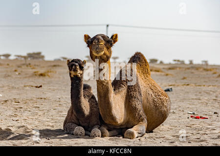 Camel mother and offspring kneeling in desert. Midmorning on camel ranch north of Jeddah (JIddah) city, Makkah (Mecca) province, Saudi Arabia. Stock Photo