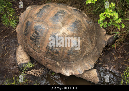 GALAPAGOS ISLANDS, ECUADOR, giant land tortoise spotted while exploring the west side of Isabela at the base of Alcedo and Darwin Volcanoes Stock Photo