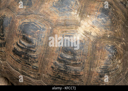 GALAPAGOS ISLANDS, ECUADOR, giant land tortoise spotted while exploring the west side of Isabela at the base of Alcedo and Darwin Volcanoes Stock Photo