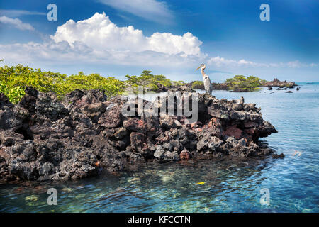 GALAPAGOS ISLANDS, ECUADOR, Isabela Island, blue heron hangs out on the rocks near Elisabeth Island Stock Photo