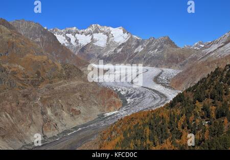 Autumn scene in Switzerland. Golden larch forest, Aletsch glacier and mountains. Stock Photo