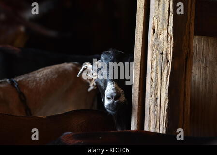LaMancha goat peering around post in barn at farm that supplies milk to Door County Creamery in Door County community of Sister Bay, Wisconsin, USA. Stock Photo