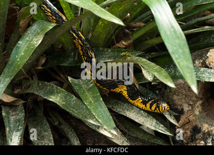 Yellow Rat-Snake (Spilotes pullatus) from the Atlantic Rainforest of SE Brazil Stock Photo