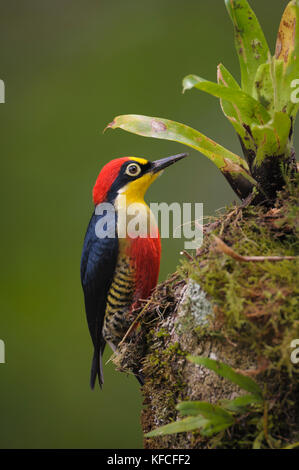 A colorful male Yellow-fronted Woodpecker (Melanerpes flavifrons) from the Atlantic Rainforest of SE Brazil Stock Photo
