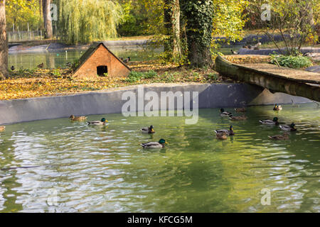 ducks in the water or the river many different colors near the bridge on the shore is a small house Stock Photo
