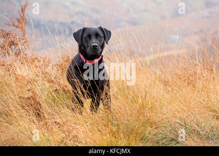 A black Labrador Retriever in a autumn landscape, England, UK Stock Photo