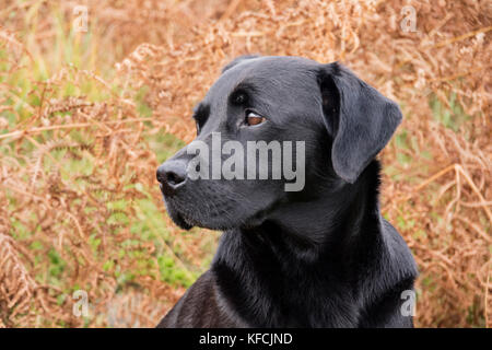 A black Labrador Retriever in a autumn landscape, England, UK Stock Photo