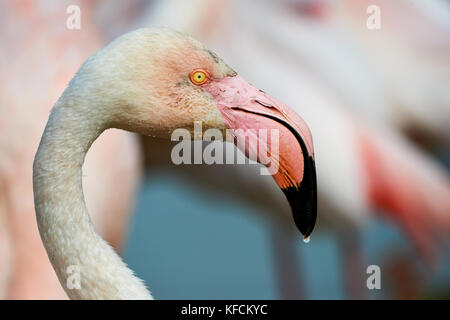 Portrait of a beautiful greater Flamingo photographed in Camargue Stock Photo