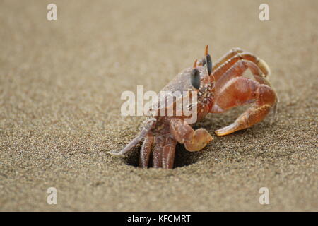 Ghost crab (Ocypode sp.) close up, hiding in his hole in the sand. Ballena National Park, Costa Rica. Stock Photo