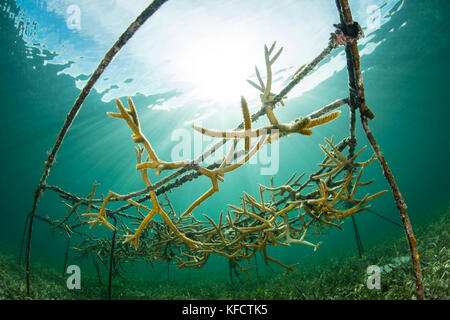 Pieces of staghorn coral are being grown to re-seed damaged parts of the reef on Turneffe Atoll of the coast of Belize. Stock Photo