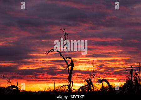 A few, sparse corn stalk with tassels in silhouette agains a brilliant purple, orange, and yellow Wisconsin sunset in October. Stock Photo