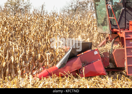 A close-up of a Case IH combine head moving along a corn field harvesting grain. Stock Photo