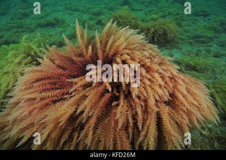 Bush of red seaweed swirling in moving water on flat bottom covered with short algae. Stock Photo