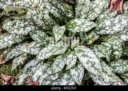 Lungwort, Pulmonaria Diana Clare with silver decorative leaves Stock Photo