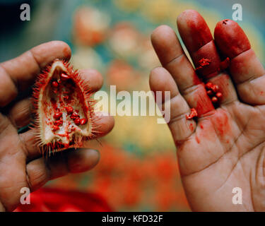 PERU, Belen, Amazon Rainforest, South America, Latin America, human hands holding Achiote at the Belen Market. Stock Photo