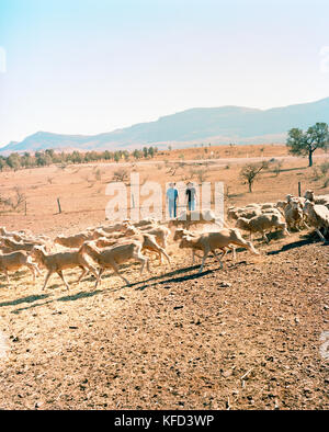 AUSTRALIA, Rawnsley Park Station, the Outback, flock of sheep on field with father and son in background Stock Photo