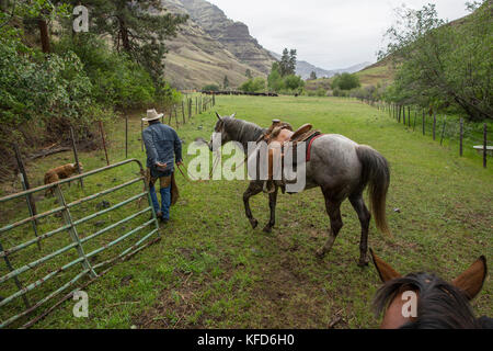 USA, Oregon, Joseph, Cowboy Todd Nash moves his cattle from the Wild Horse Drainage down to the canyon floor by Big Sheep Creek Stock Photo