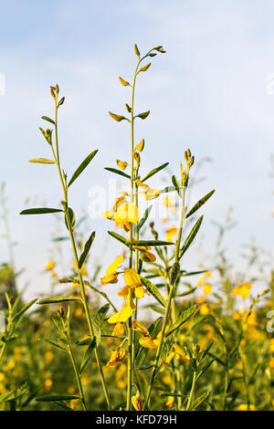 Sunn hemp (Crotalaria juncea) in sunny day Stock Photo