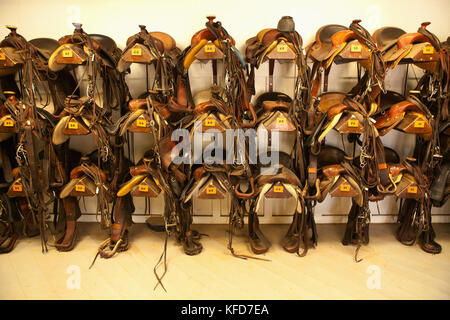 USA, Wyoming, Encampment, horse saddles hanging on a wall in a tack room, Abara Ranch Stock Photo