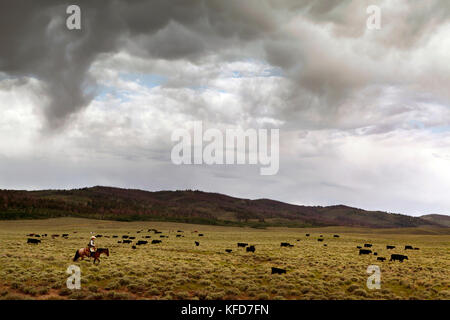 USA, Wyoming, Encampment, cowboys move cattle across a wide open landscape towards a corral for branding, Big Creek Ranch Stock Photo