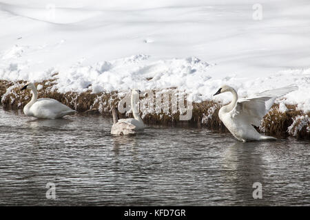 USA, Wyoming, Yellowstone National Park, Trumpeter Swans swim and take refuge on the Firehole River Stock Photo