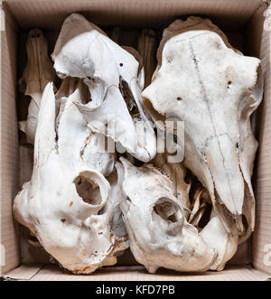 A collection of sheep skulls in a cardboard box for sale in a street market Stock Photo