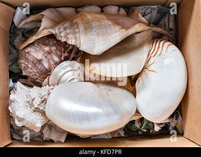 A box of seashells for sale in a street market Stock Photo