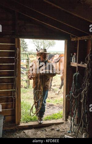 USA, Oregon, Enterprise, Cowboy Todd Nash unsaddles his horses at the Snyder Ranch after a long day of moving cattle in the rain, Northeast Oregon Stock Photo