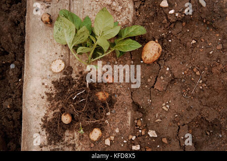 Young potato on soil cover. Young plant close-up. Organic Potato Cultivation.Fresh potato vegetable with tubers in soil dirt surface background Stock Photo