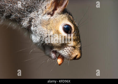 grey squirrel close up of head and whiskers with peanut in mouth. isolated background Stock Photo