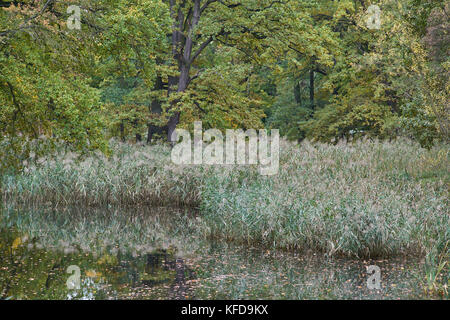 Quiet still water with reeds reflecting trees turning yellow in autumn Stock Photo