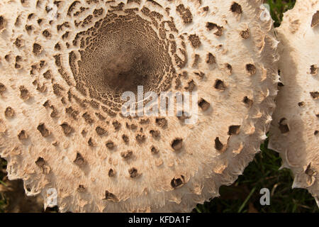 Cap of the parasol mushroom showing the characteristic feathering of this large edible fungus. Stock Photo