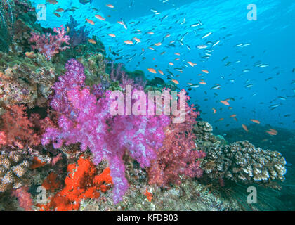 Palette of pastel colored soft coral trees (Dendronephthya sp.) on a reef in Beqa Lagoon, Viti Levu, Fiji. Stock Photo