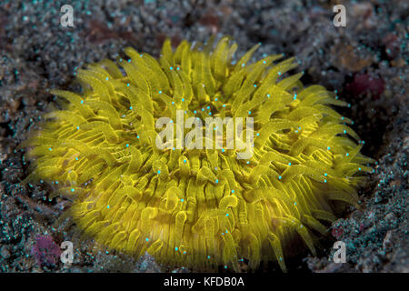 Fluorescent blue-tipped yellow coral polyps of mushroom plate coral (Fungia sp.). Lembeh Straits, Indonesia. Stock Photo