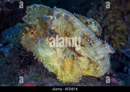 Leaf scorpionfish also known as Paper scorpionfish (Taenianotus triacanthus), Ambon, Indonesia. Stock Photo