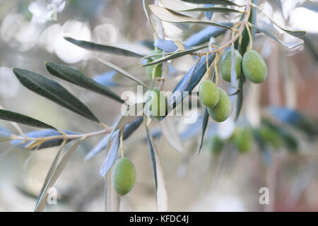 Green olives hanging on olive tree Stock Photo