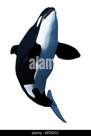 3D rendering of an orca killer whale calf isolated on white background ...