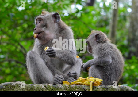 Grey long-tailed macaques, two animals eating fruit sitting on a wall. Stock Photo