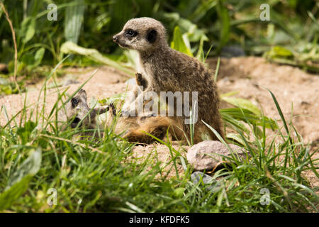 A group of Meerkat babies playing at Folly Farm, Pembrokeshire, UK. Stock Photo