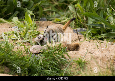 A group of Meerkat babies playing at Folly Farm, Pembrokeshire, UK. Stock Photo