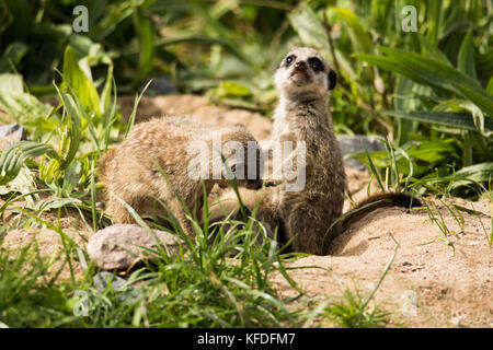 A group of Meerkat babies playing at Folly Farm, Pembrokeshire, UK. Stock Photo