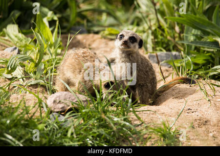 A group of Meerkat babies playing at Folly Farm, Pembrokeshire, UK. Stock Photo